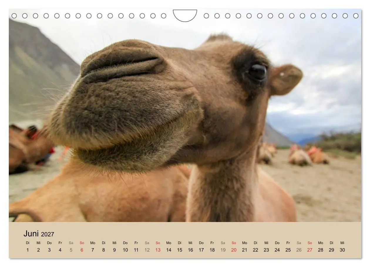 Bild: 9783594009314 | Kamel Porträt (Wandkalender 2027 DIN A4 quer), CALVENDO Monatskalender