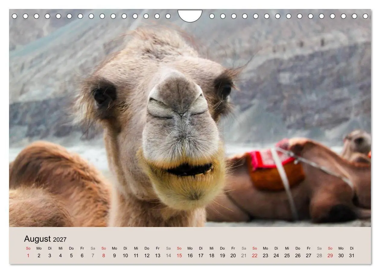Bild: 9783594009314 | Kamel Porträt (Wandkalender 2027 DIN A4 quer), CALVENDO Monatskalender
