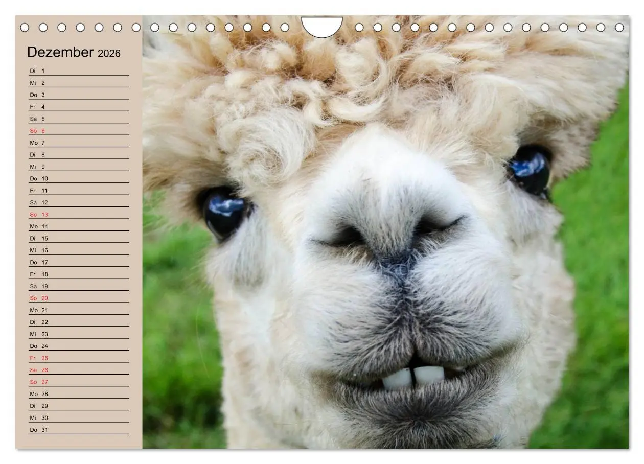 Bild: 9783516009514 | Alpakas und Lamas (Wandkalender 2026 DIN A4 quer), CALVENDO...