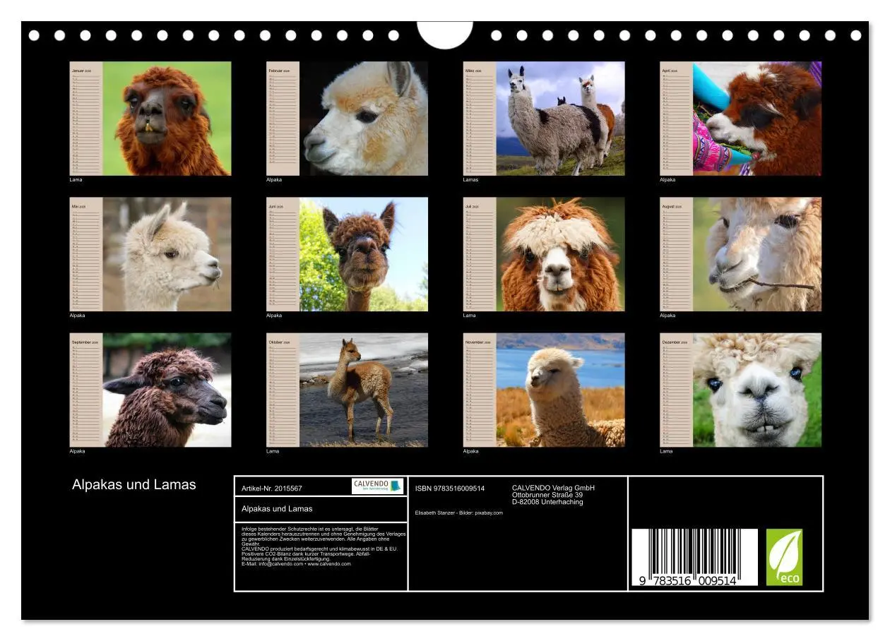 Bild: 9783516009514 | Alpakas und Lamas (Wandkalender 2026 DIN A4 quer), CALVENDO...