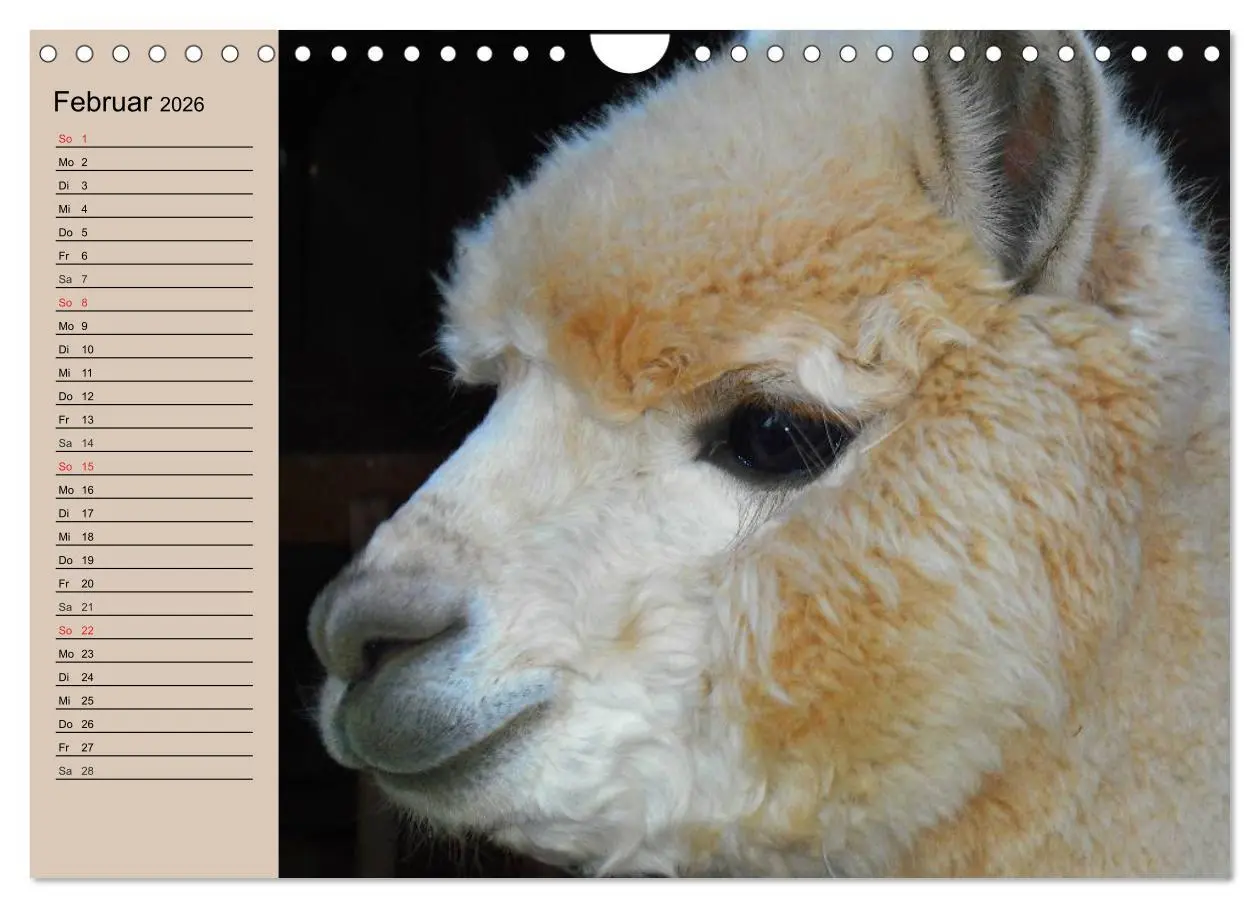 Bild: 9783516009514 | Alpakas und Lamas (Wandkalender 2026 DIN A4 quer), CALVENDO...