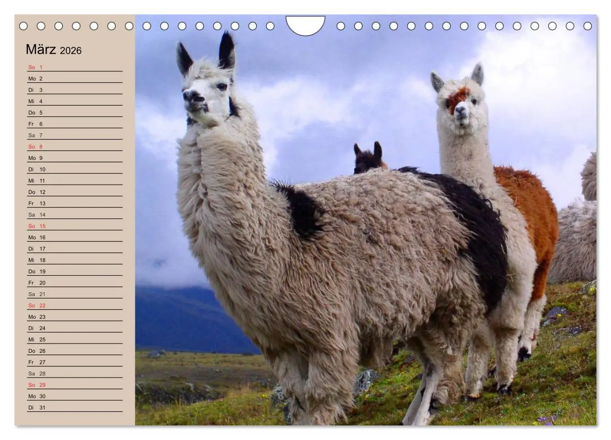 Bild: 9783516009514 | Alpakas und Lamas (Wandkalender 2026 DIN A4 quer), CALVENDO...