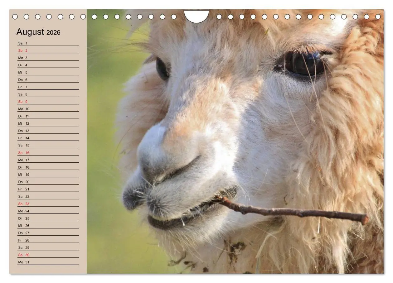 Bild: 9783516009514 | Alpakas und Lamas (Wandkalender 2026 DIN A4 quer), CALVENDO...