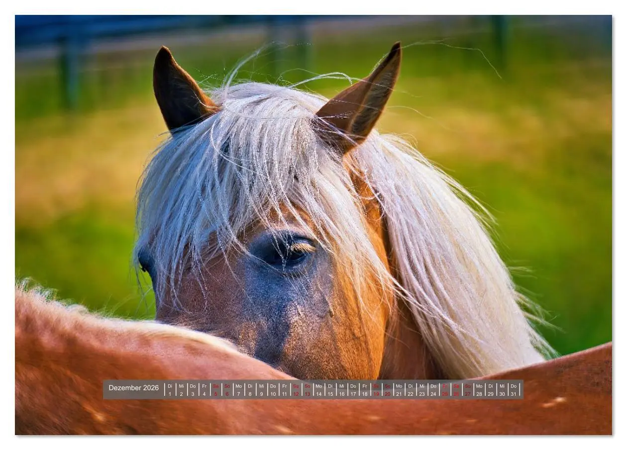 Bild: 9783516619614 | Die besonderen Haflinger-Pferde (Tischkalender 2026 DIN A5 quer),...