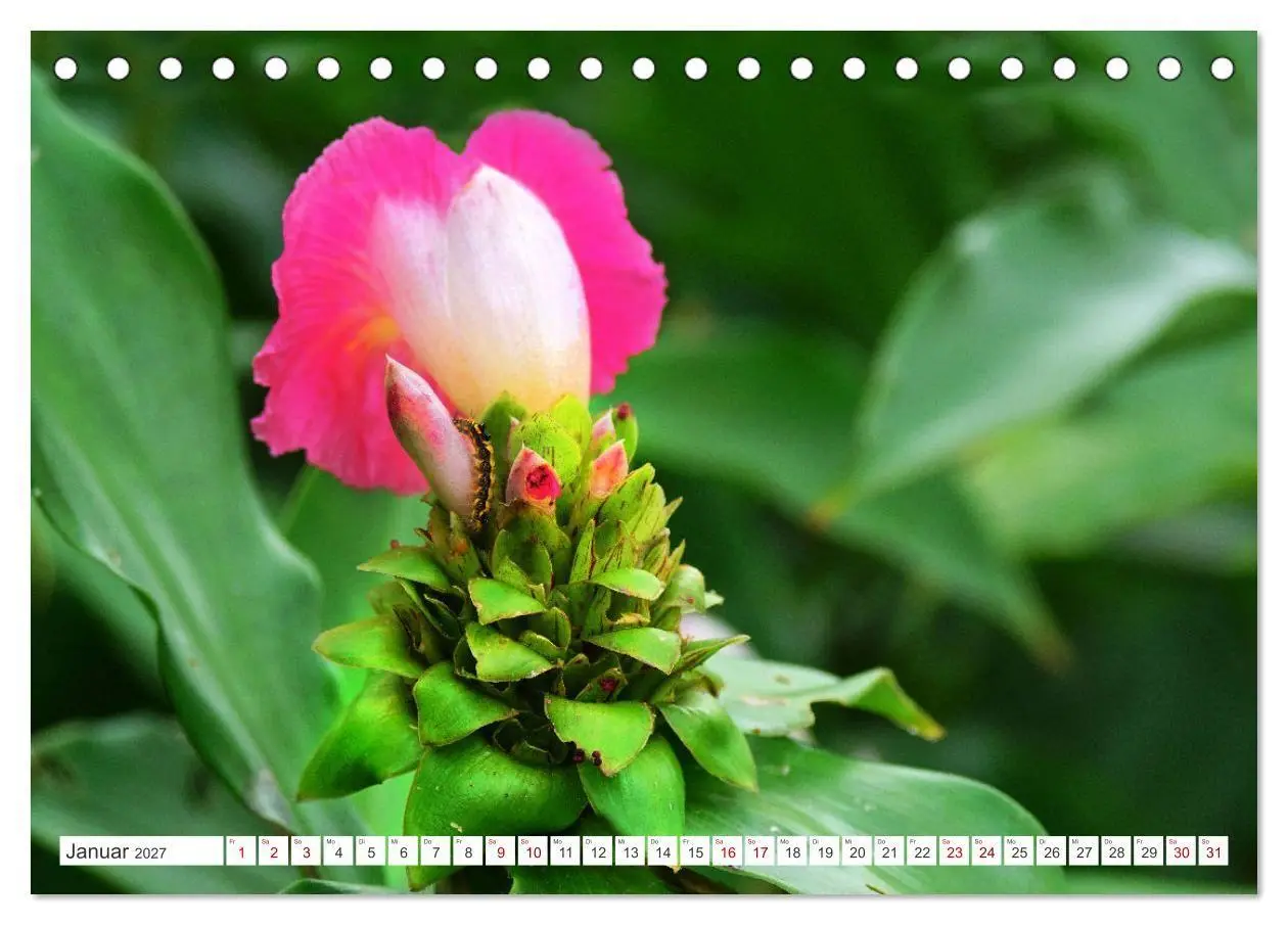 Bild: 9783569499614 | Asiatische Blumenpracht (Tischkalender 2027 DIN A5 quer), CALVENDO...