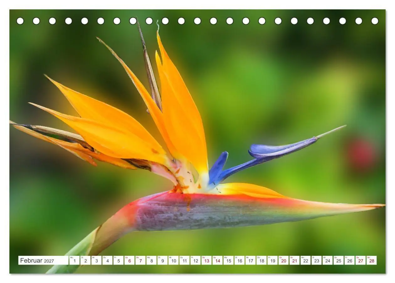 Bild: 9783569499614 | Asiatische Blumenpracht (Tischkalender 2027 DIN A5 quer), CALVENDO...