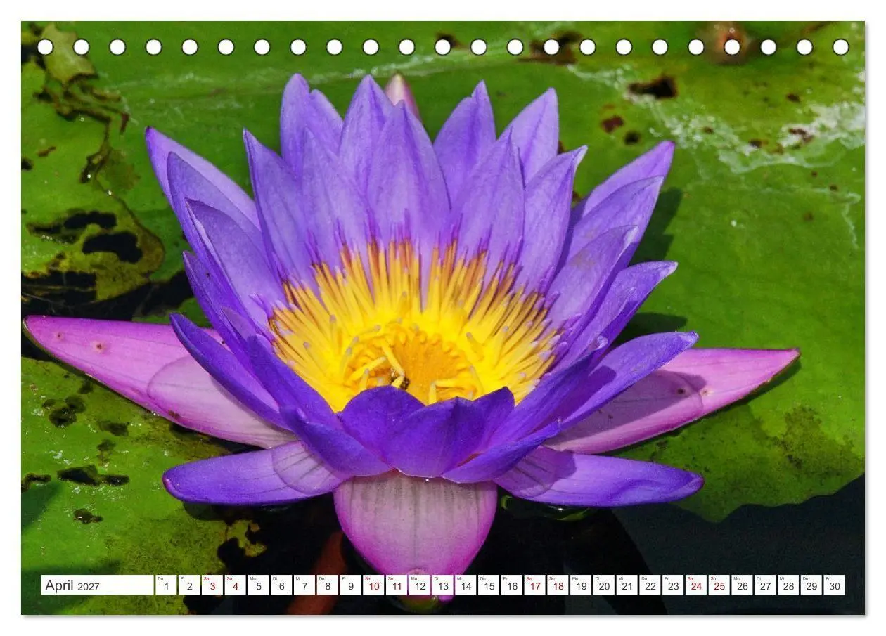 Bild: 9783569499614 | Asiatische Blumenpracht (Tischkalender 2027 DIN A5 quer), CALVENDO...