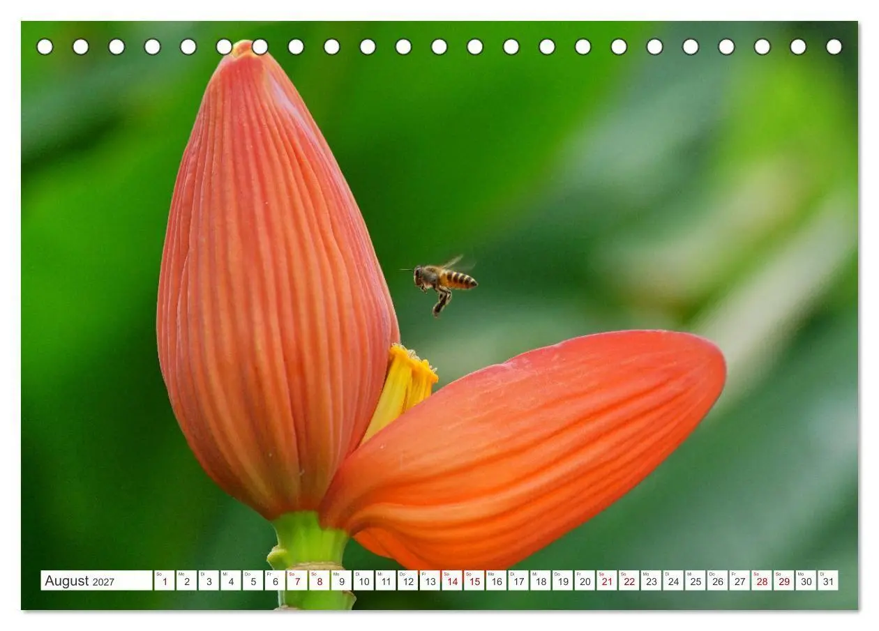 Bild: 9783569499614 | Asiatische Blumenpracht (Tischkalender 2027 DIN A5 quer), CALVENDO...