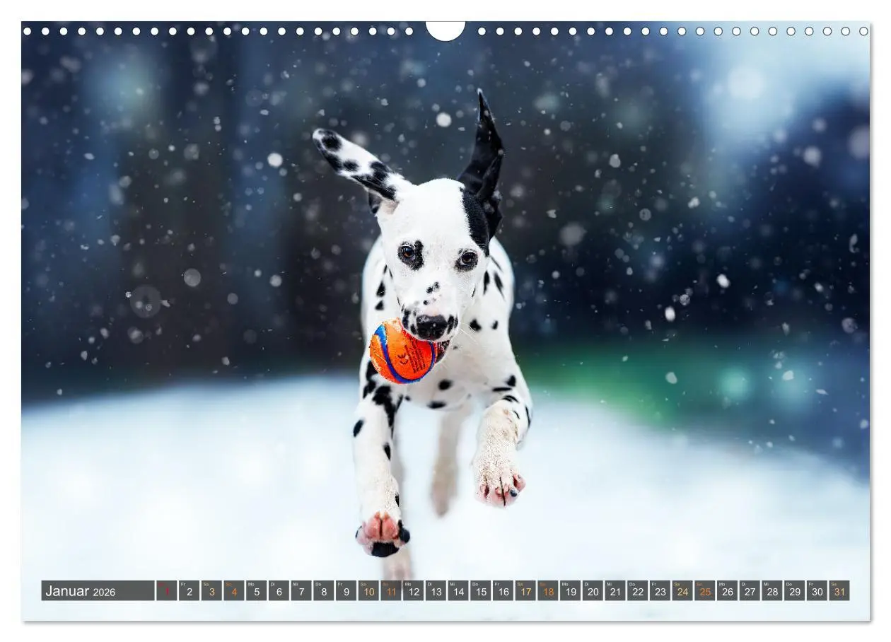 Bild: 9783457379714 | bunte Tierfotografie an Land und im Wasser (Wandkalender 2026 DIN...