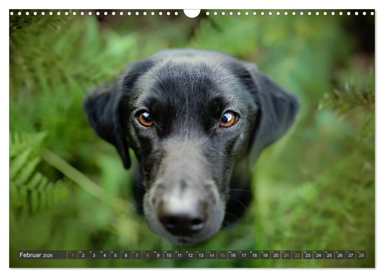 Bild: 9783457379714 | bunte Tierfotografie an Land und im Wasser (Wandkalender 2026 DIN...
