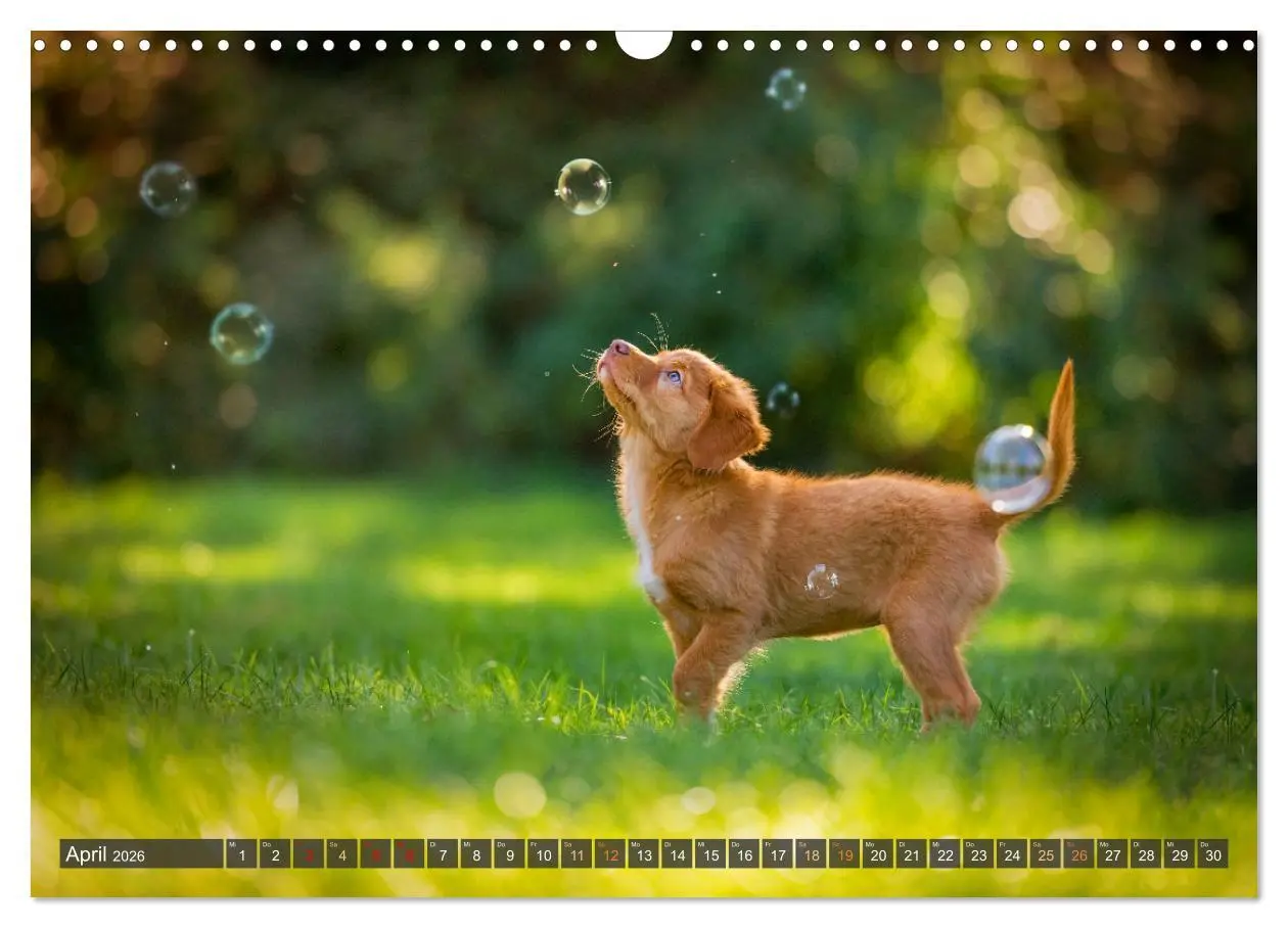 Bild: 9783457379714 | bunte Tierfotografie an Land und im Wasser (Wandkalender 2026 DIN...