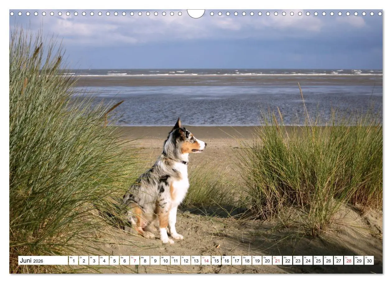 Bild: 9783516229714 | Ouddorp - Nordseeperle (Wandkalender 2026 DIN A3 quer), CALVENDO...
