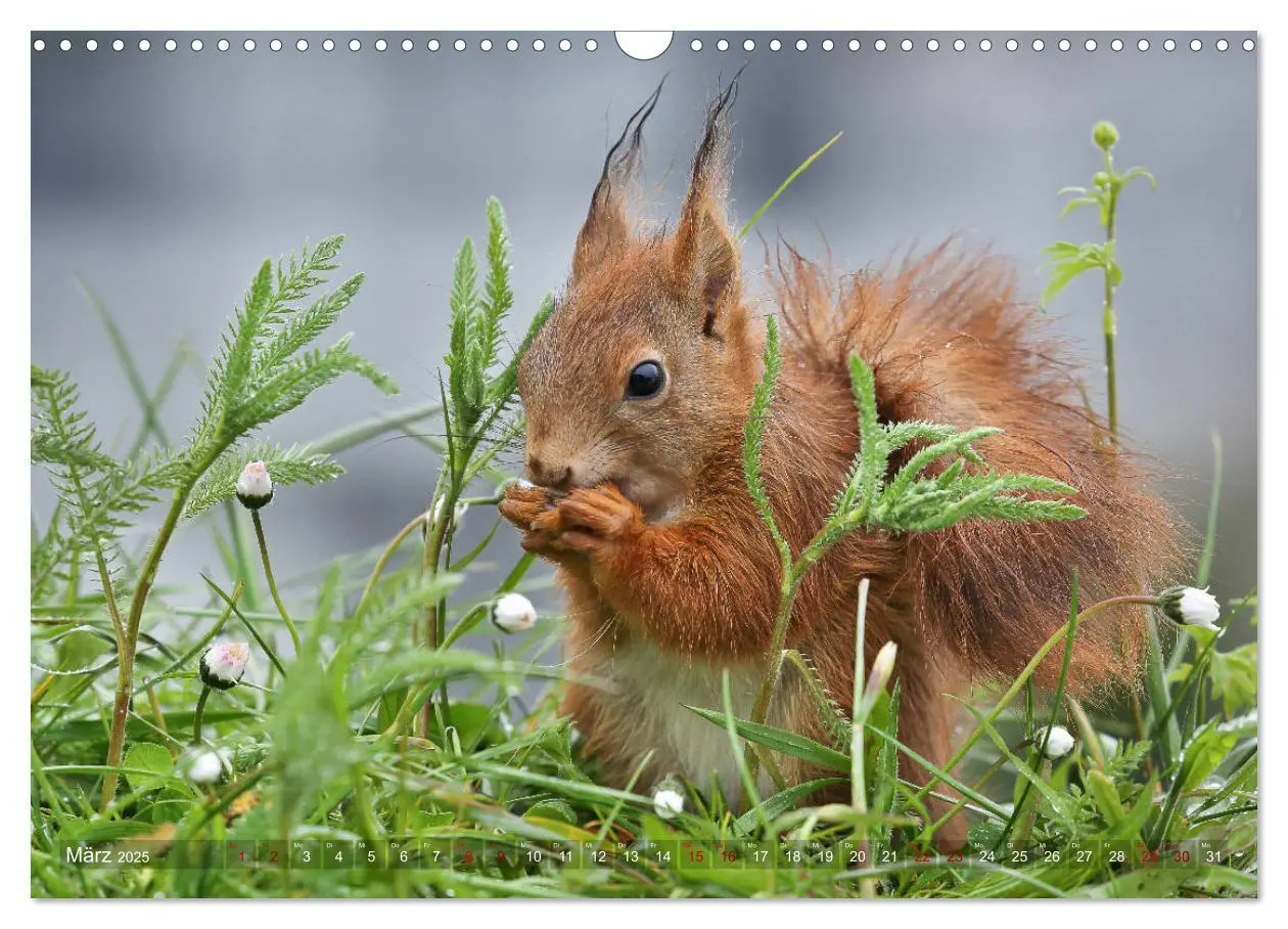 Bild: 9783435279814 | Eichhörnchen in zauberhaften Posen (Wandkalender 2025 DIN A3 quer),...
