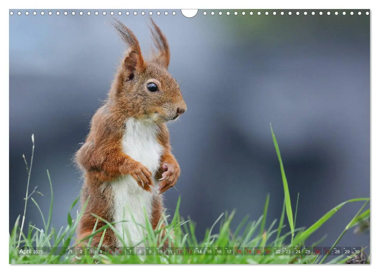 Bild: 9783435279814 | Eichhörnchen in zauberhaften Posen (Wandkalender 2025 DIN A3 quer),...