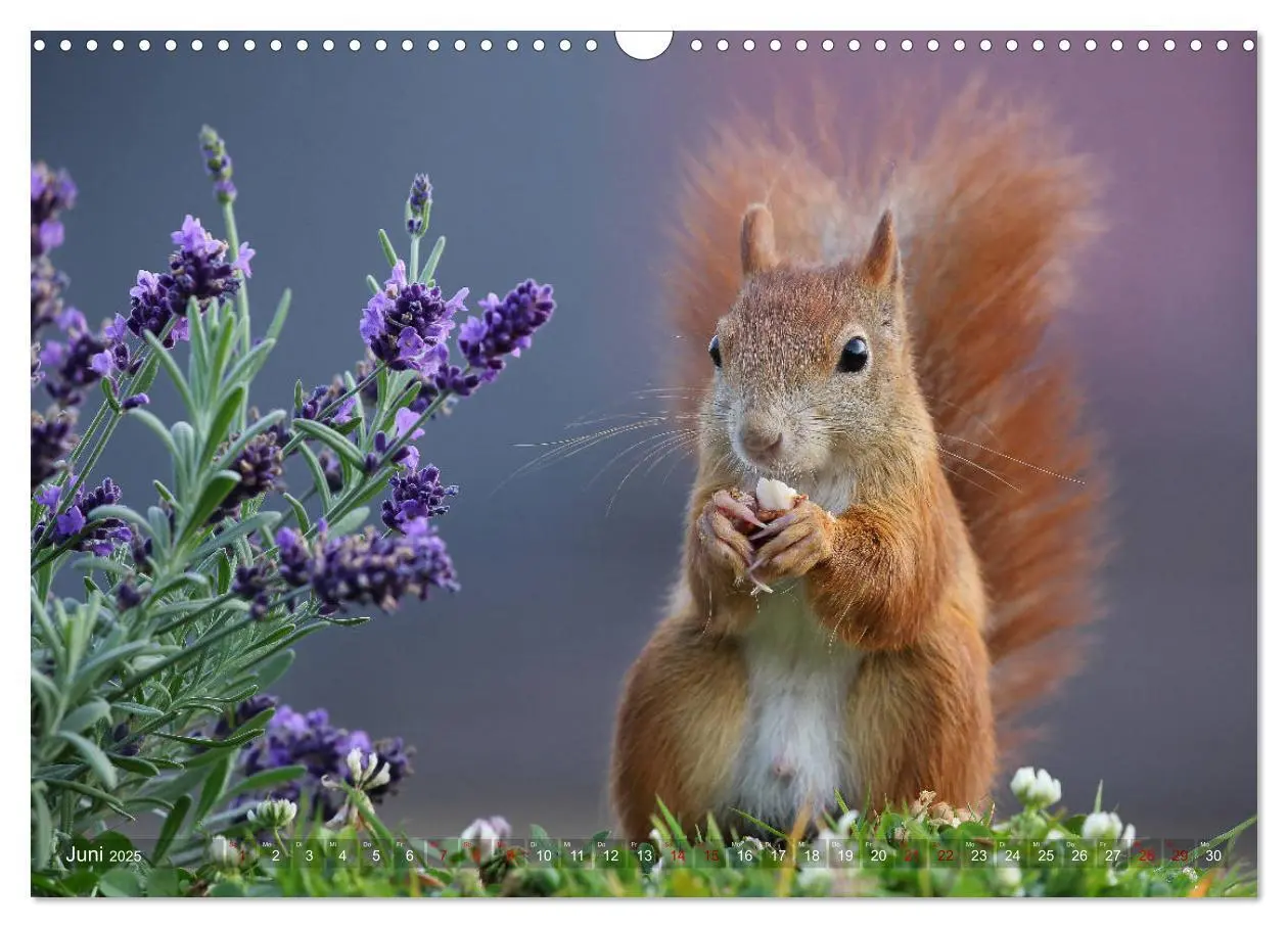 Bild: 9783435279814 | Eichhörnchen in zauberhaften Posen (Wandkalender 2025 DIN A3 quer),...