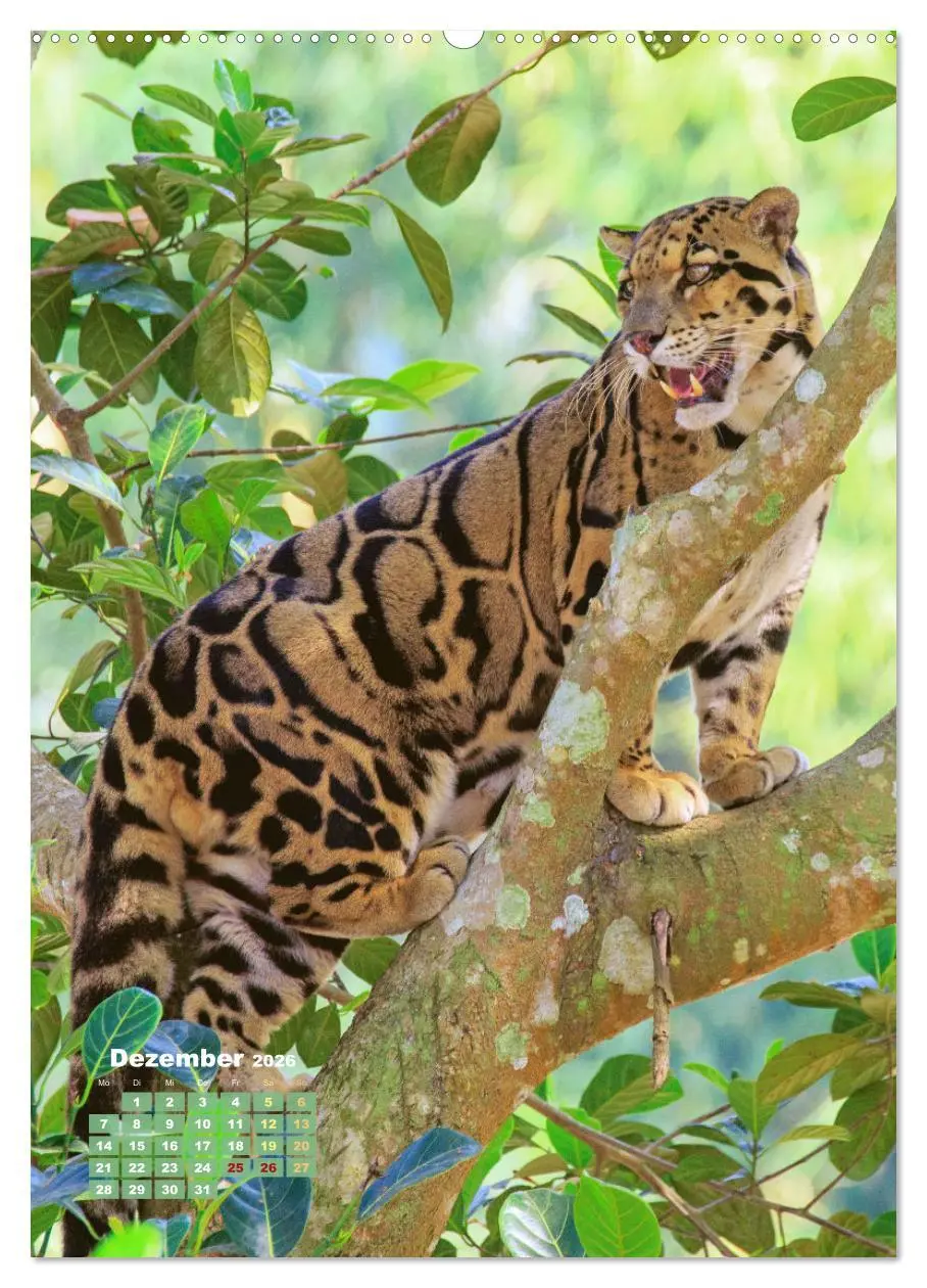 Bild: 9783457289914 | Raubkatzen: Die Jäger auf leisen Pfoten (Wandkalender 2026 DIN A2...