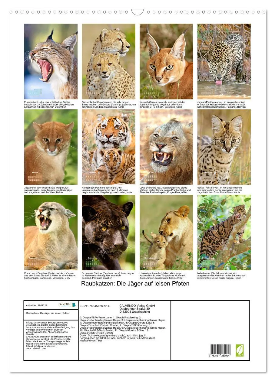 Bild: 9783457289914 | Raubkatzen: Die Jäger auf leisen Pfoten (Wandkalender 2026 DIN A2...