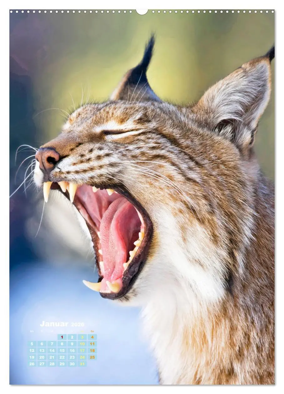 Bild: 9783457289914 | Raubkatzen: Die Jäger auf leisen Pfoten (Wandkalender 2026 DIN A2...