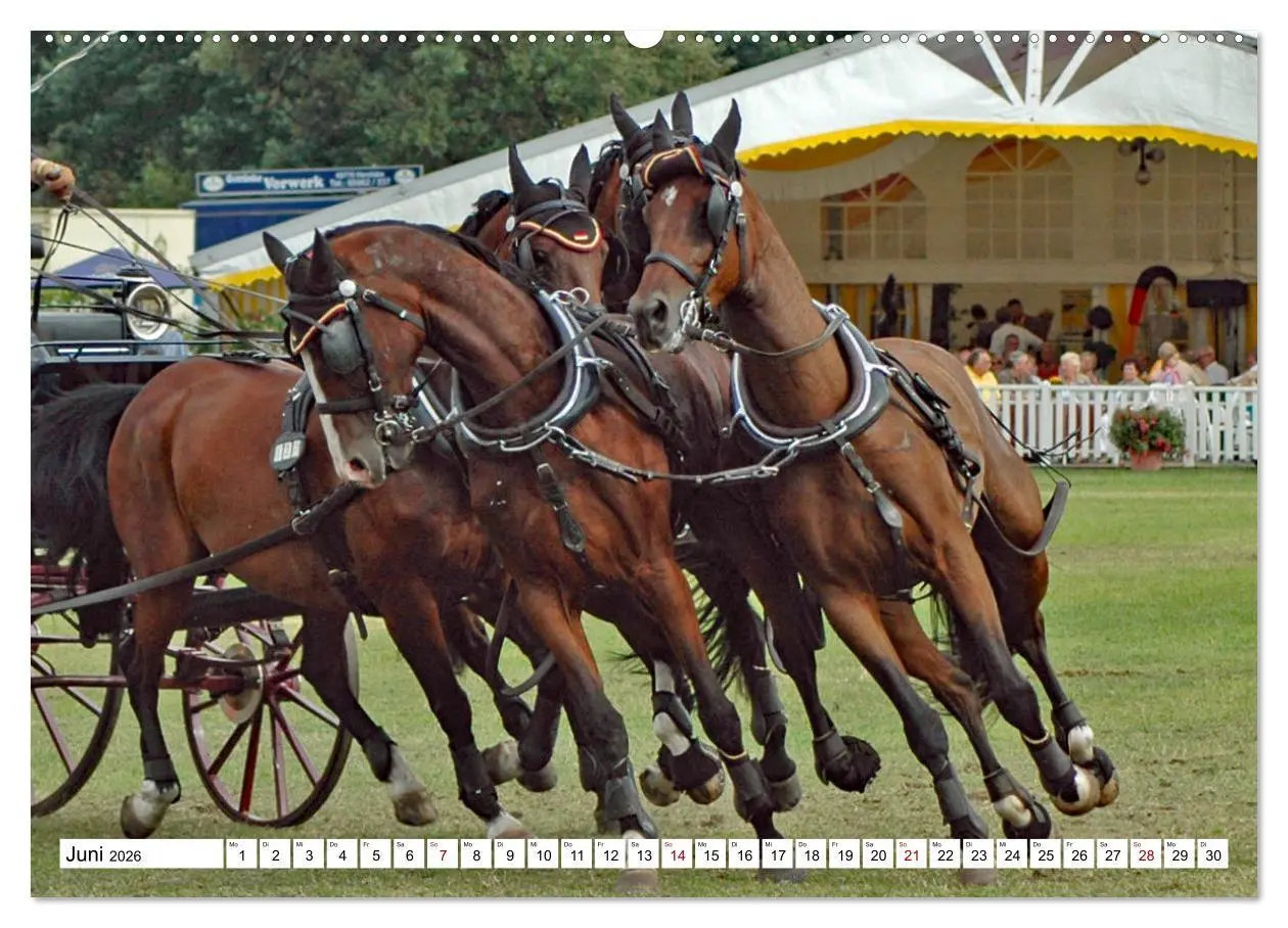 Bild: 9783457429914 | Vierspänner Herausforderung Fahrsport (hochwertiger Premium...