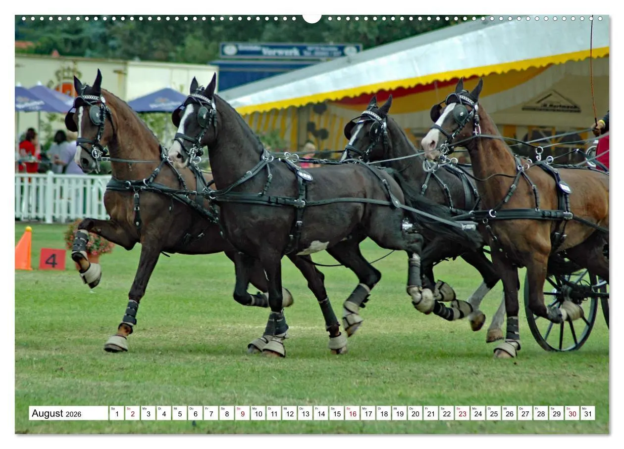 Bild: 9783457429914 | Vierspänner Herausforderung Fahrsport (hochwertiger Premium...