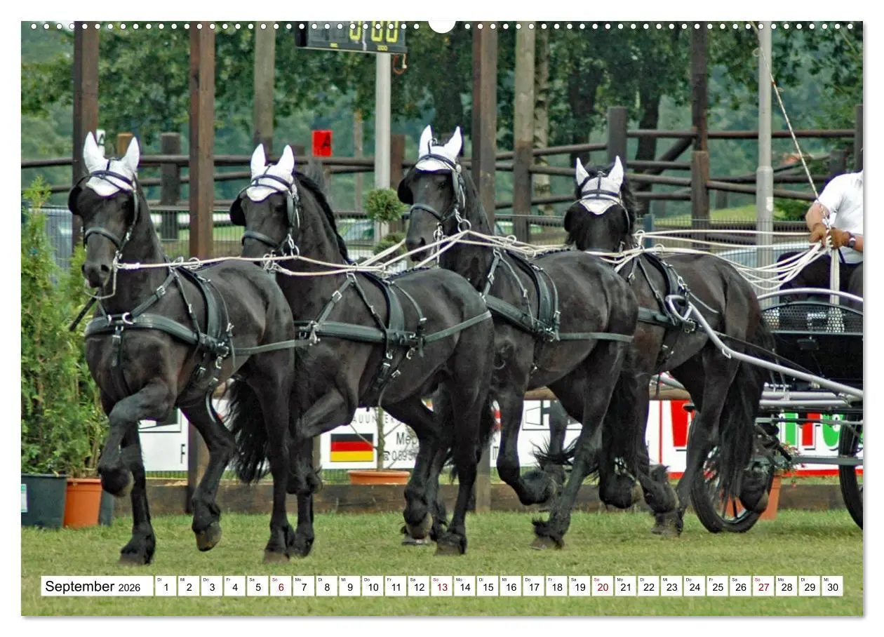 Bild: 9783457429914 | Vierspänner Herausforderung Fahrsport (hochwertiger Premium...