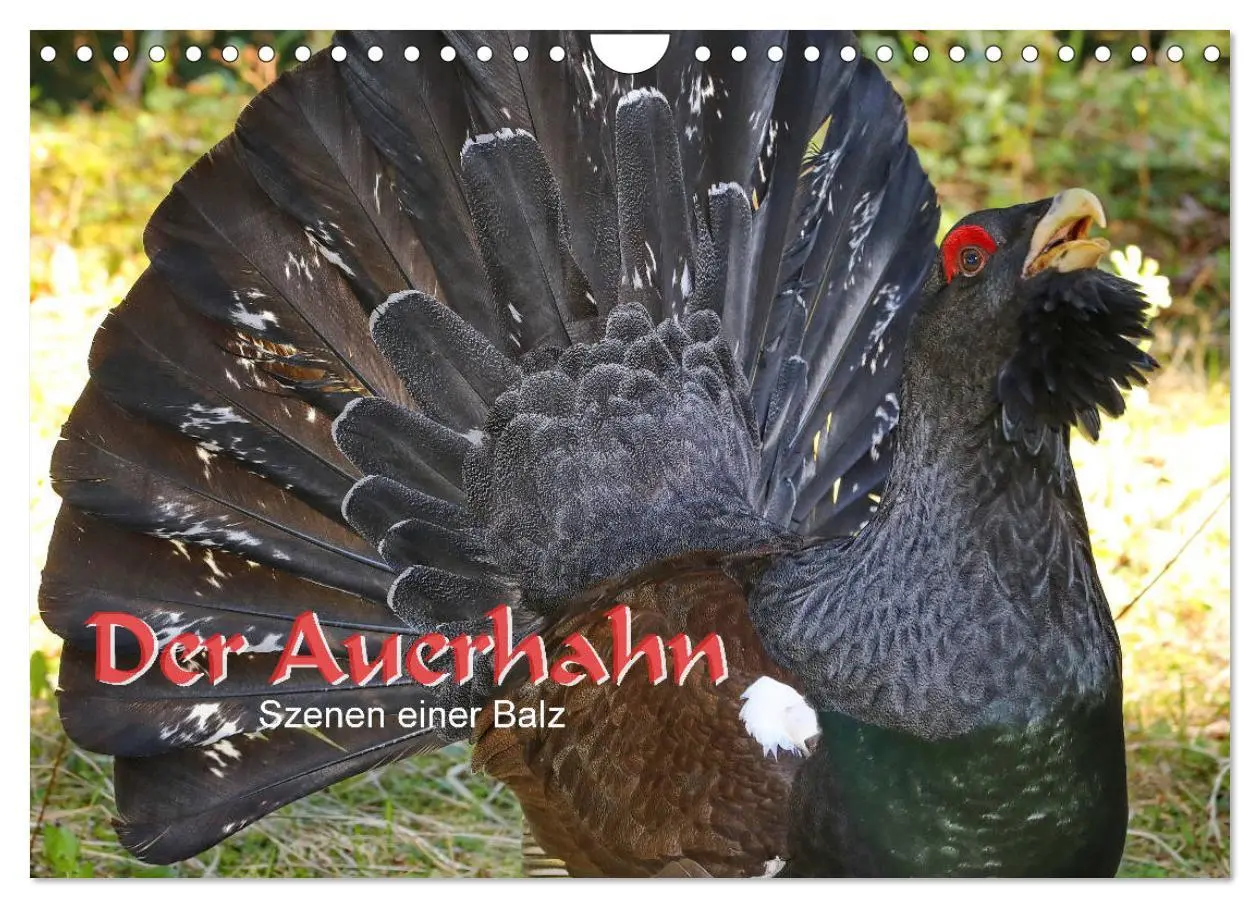 Cover: 9783457840115 | Der Auerhahn - Szenen einer Balz (Wandkalender 2026 DIN A4 quer),...