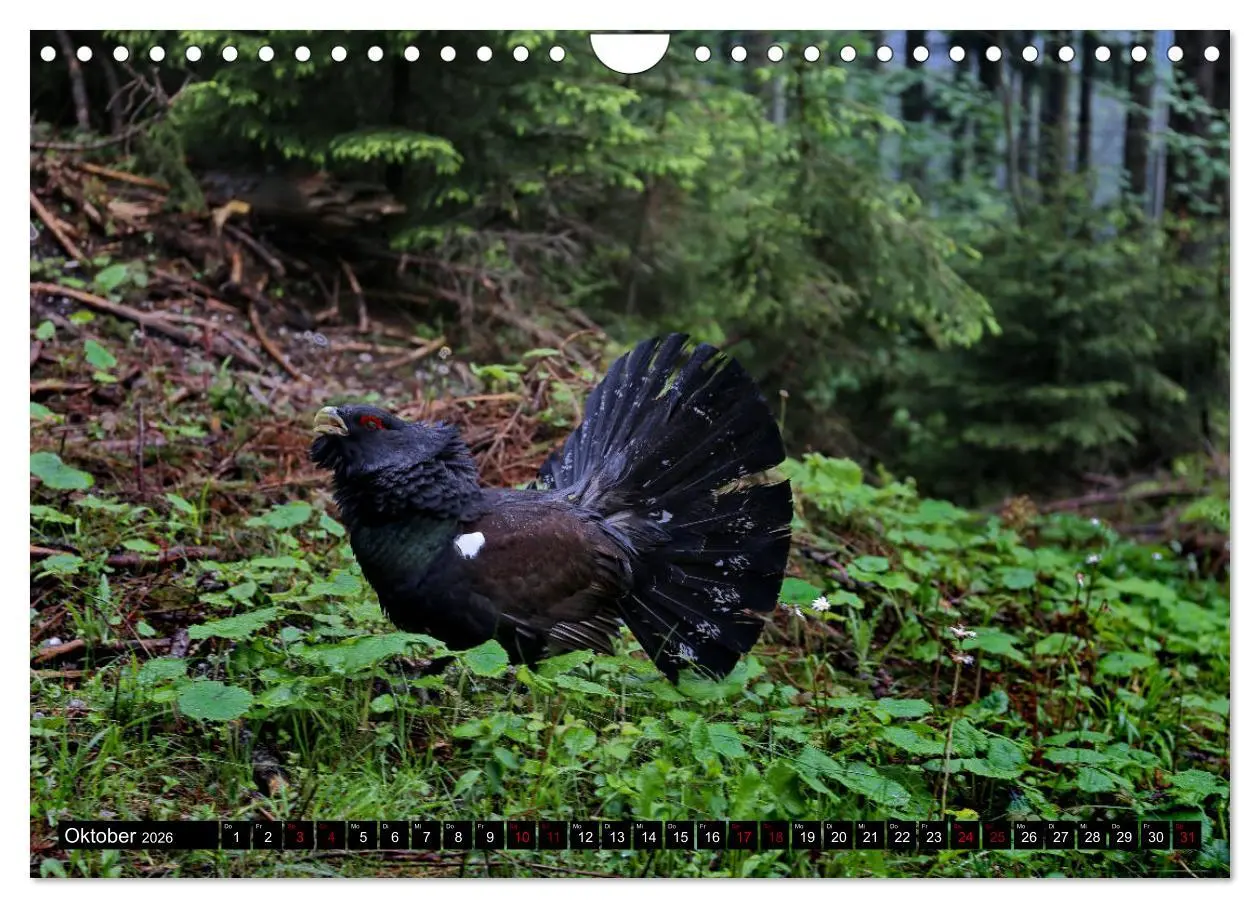 Bild: 9783457840115 | Der Auerhahn - Szenen einer Balz (Wandkalender 2026 DIN A4 quer),...