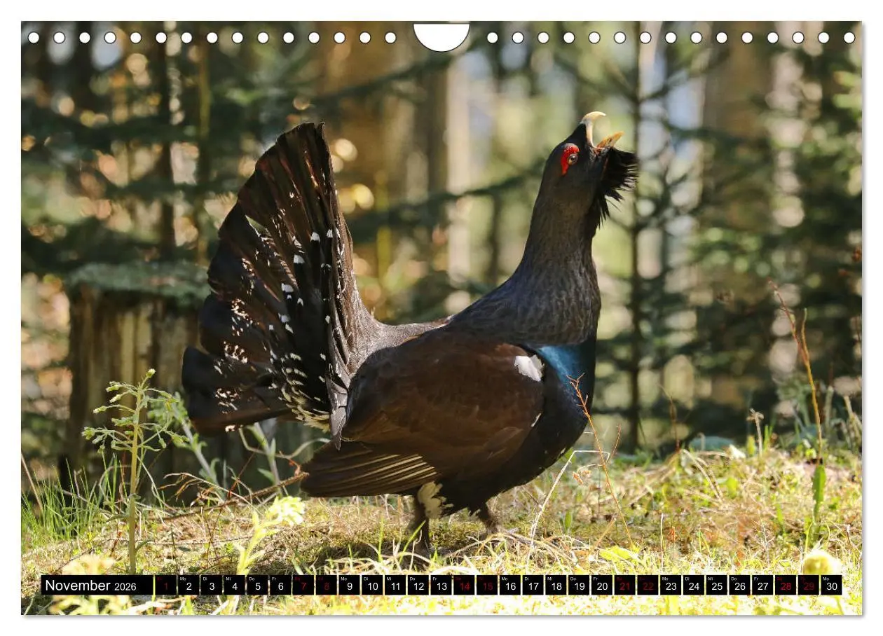 Bild: 9783457840115 | Der Auerhahn - Szenen einer Balz (Wandkalender 2026 DIN A4 quer),...