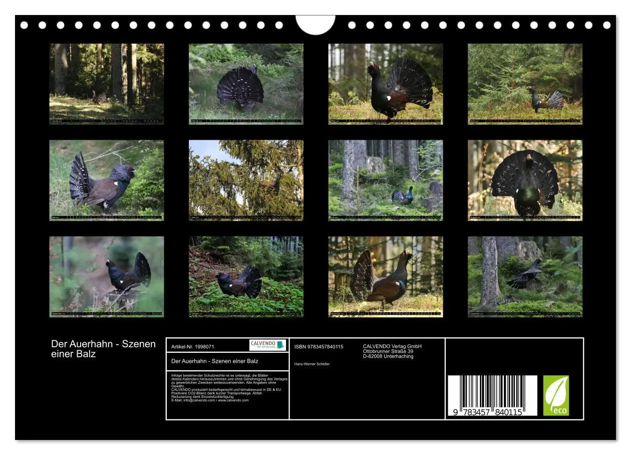 Bild: 9783457840115 | Der Auerhahn - Szenen einer Balz (Wandkalender 2026 DIN A4 quer),...