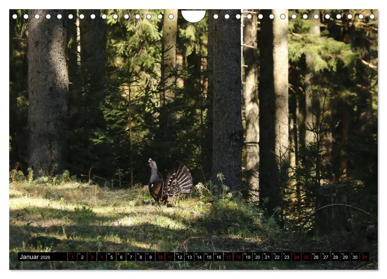 Bild: 9783457840115 | Der Auerhahn - Szenen einer Balz (Wandkalender 2026 DIN A4 quer),...