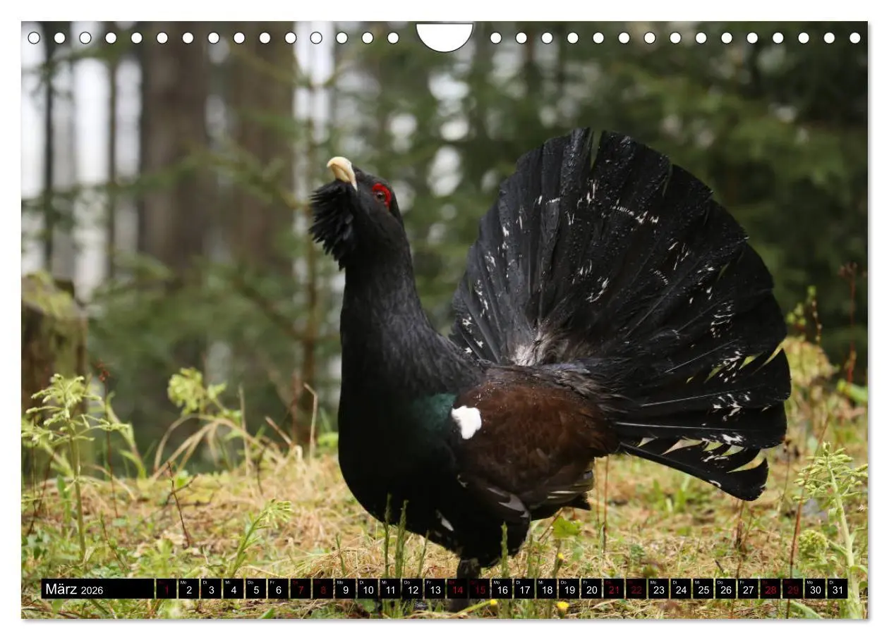 Bild: 9783457840115 | Der Auerhahn - Szenen einer Balz (Wandkalender 2026 DIN A4 quer),...