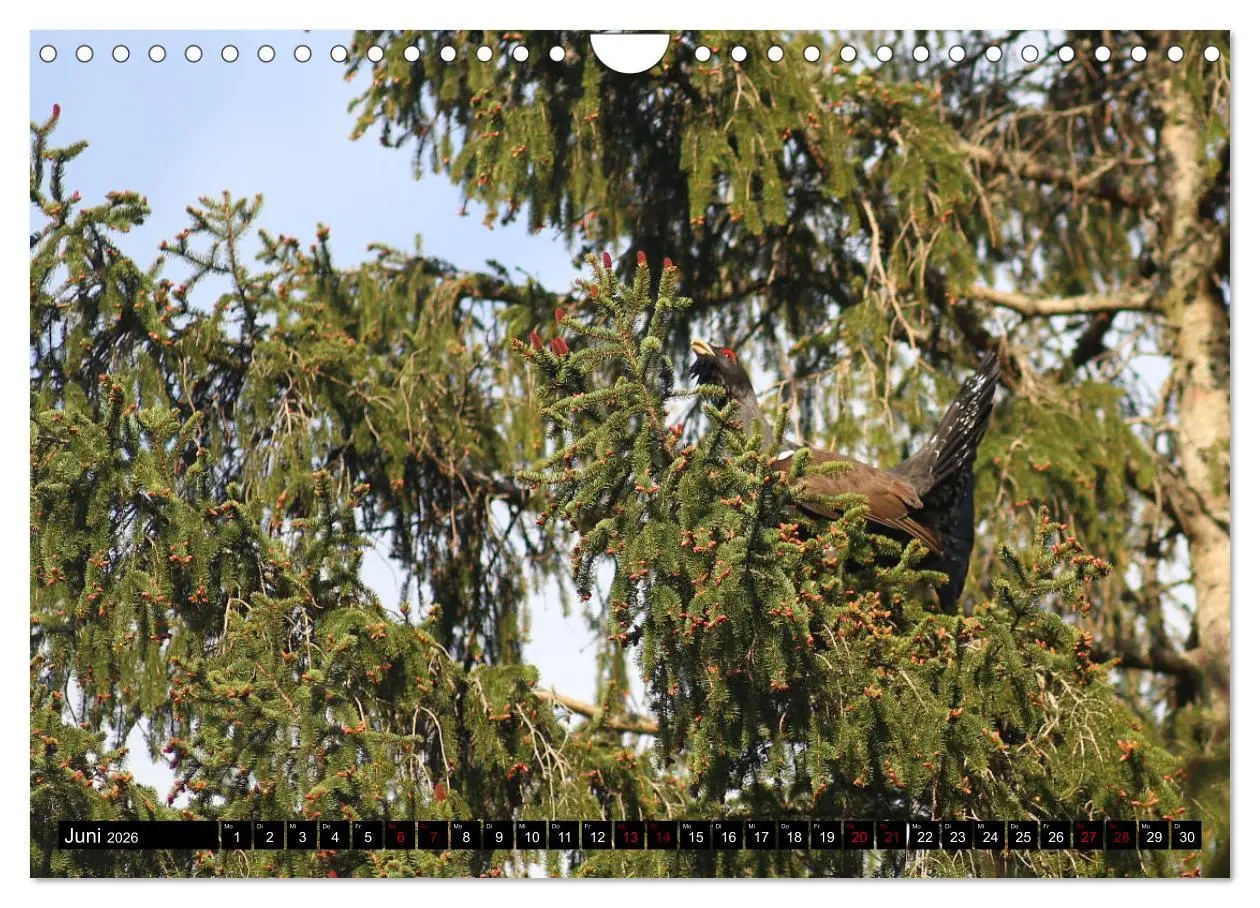 Bild: 9783457840115 | Der Auerhahn - Szenen einer Balz (Wandkalender 2026 DIN A4 quer),...