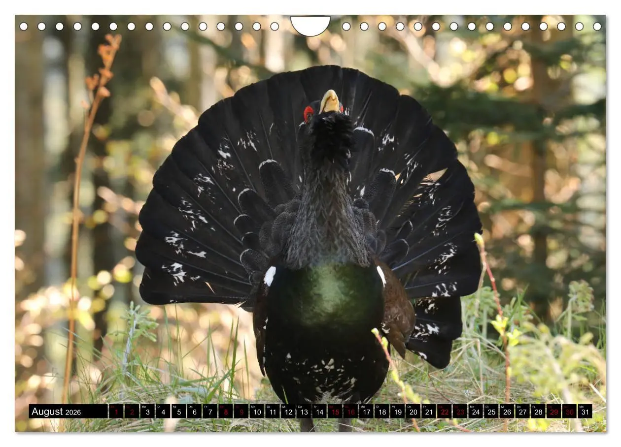 Bild: 9783457840115 | Der Auerhahn - Szenen einer Balz (Wandkalender 2026 DIN A4 quer),...
