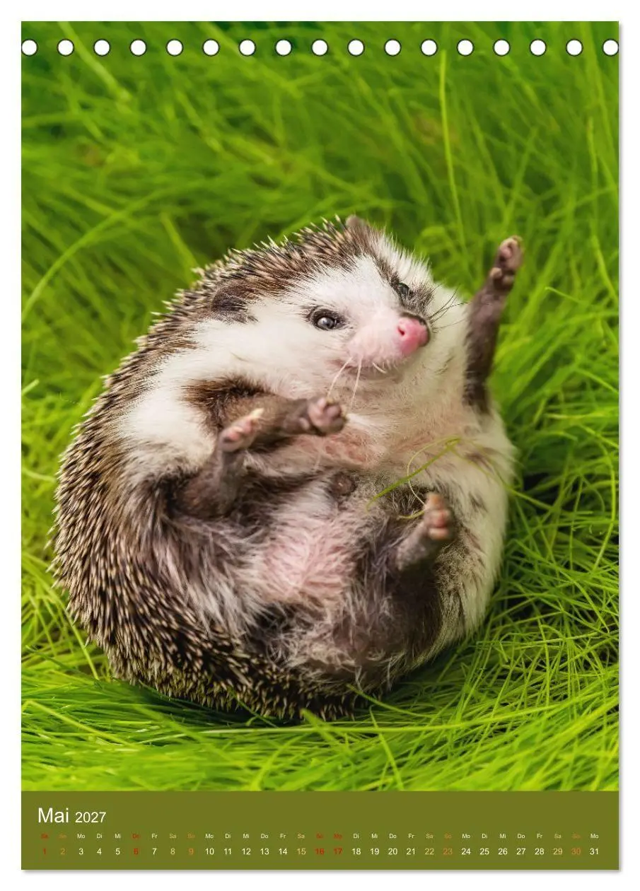 Bild: 9783569330115 | Gilbert der Igel (Tischkalender 2027 DIN A5 hoch), CALVENDO...