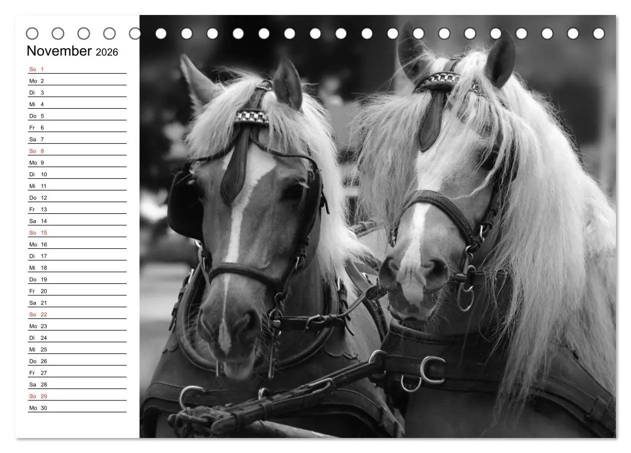Bild: 9783457990315 | Leidenschaft Pferdesport - Impressionen (Tischkalender 2026 DIN A5...