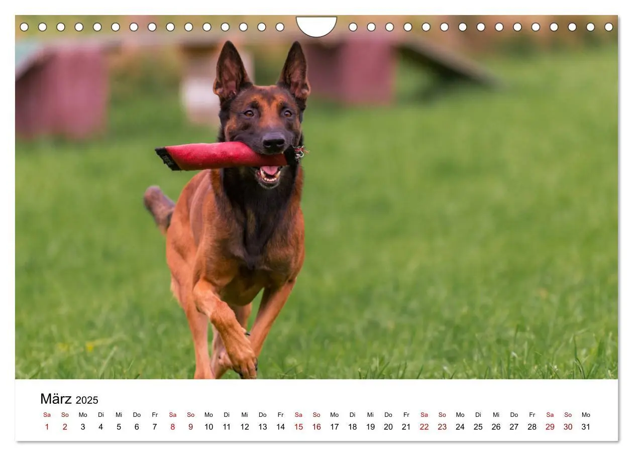 Bild: 9783435340415 | Malinois - Wahnsinn auf vier Pfoten (Wandkalender 2025 DIN A4...