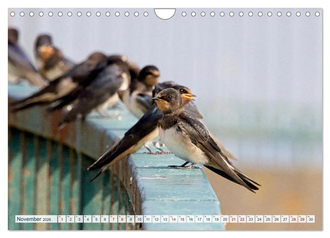 Bild: 9783457360415 | Rauchschwalben - Boten des Sommers (Wandkalender 2026 DIN A4 quer),...