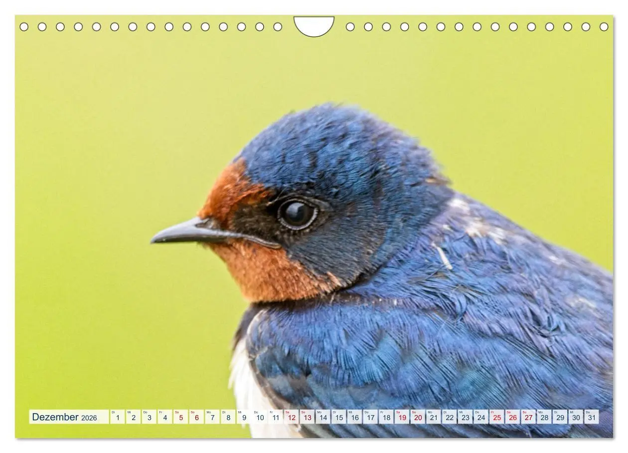Bild: 9783457360415 | Rauchschwalben - Boten des Sommers (Wandkalender 2026 DIN A4 quer),...