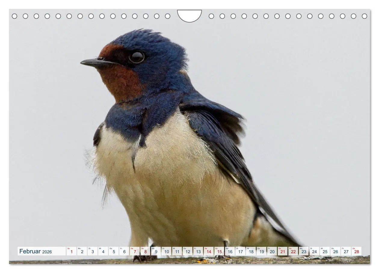 Bild: 9783457360415 | Rauchschwalben - Boten des Sommers (Wandkalender 2026 DIN A4 quer),...