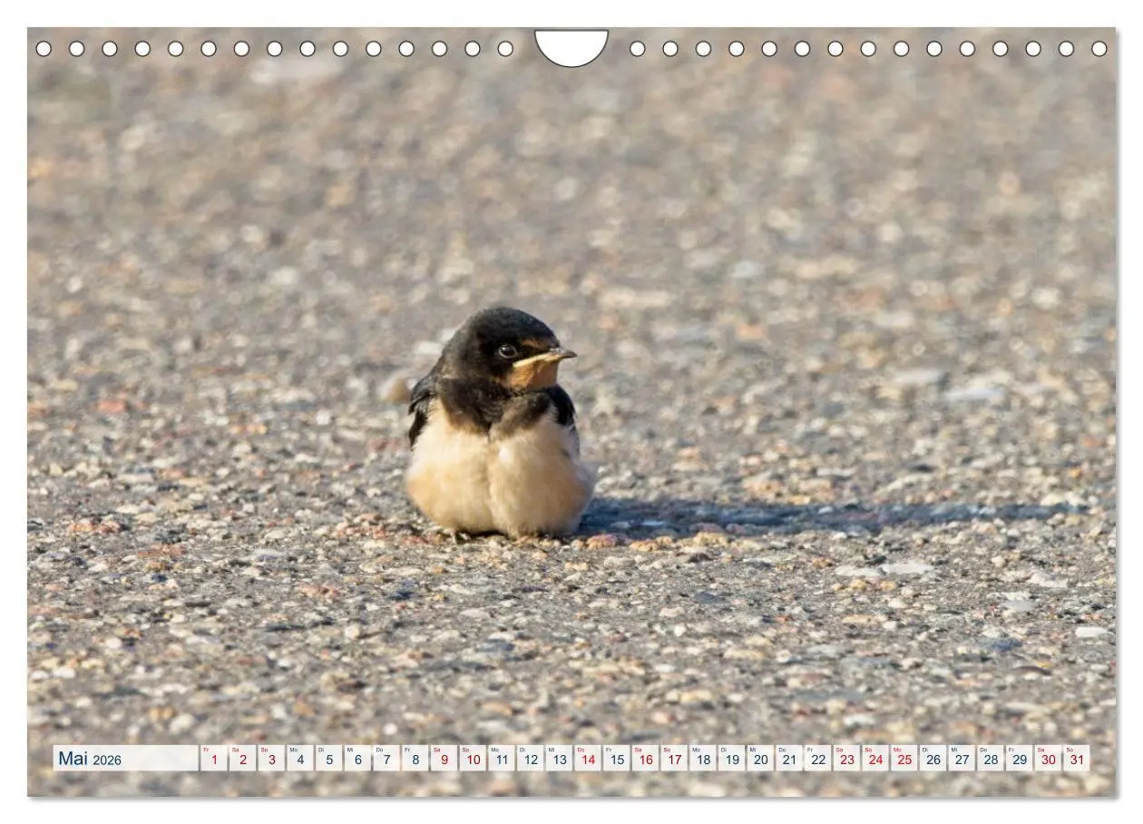 Bild: 9783457360415 | Rauchschwalben - Boten des Sommers (Wandkalender 2026 DIN A4 quer),...