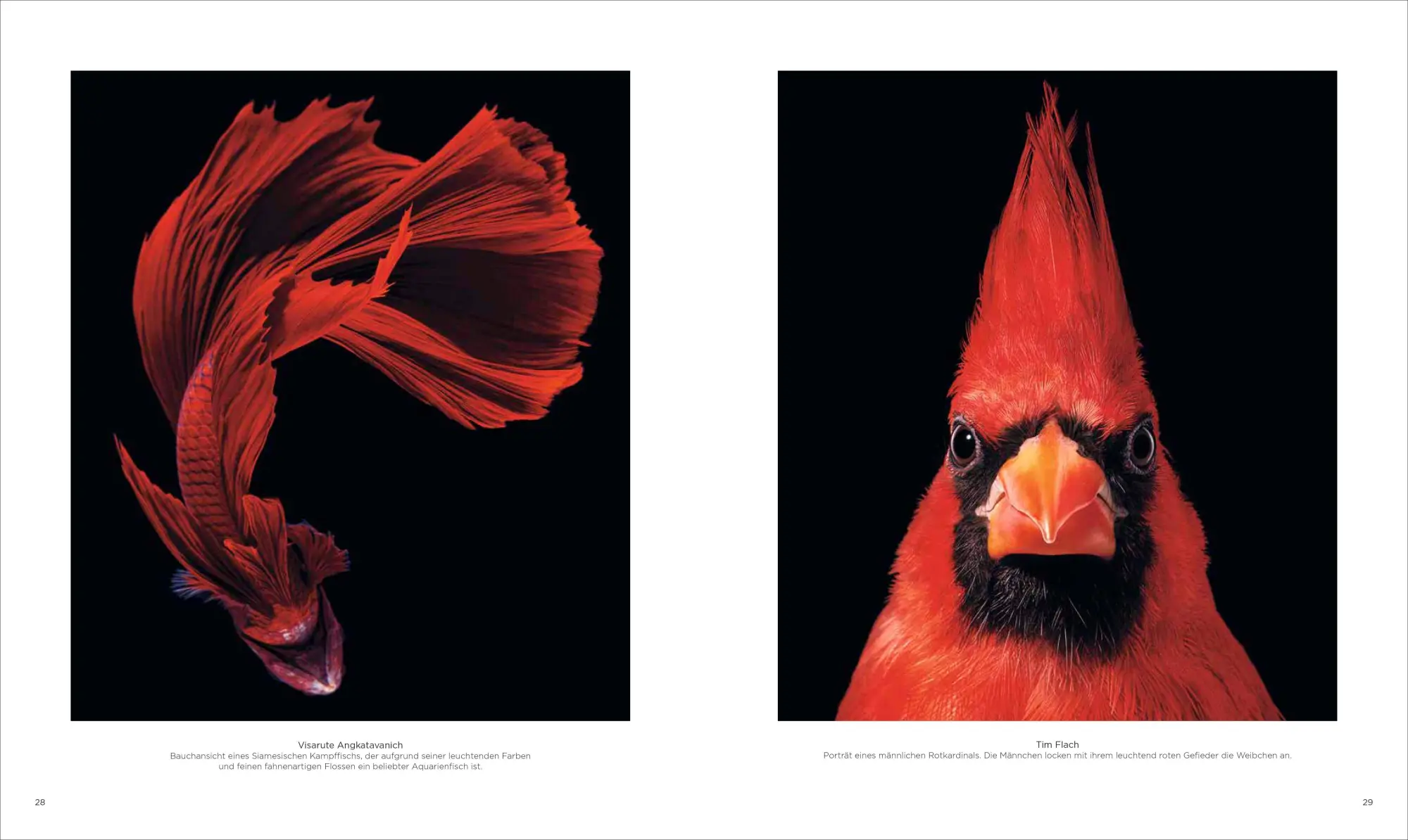 Bild: 9783987010415 | National Geographic Verborgene Welten - Einzigartige Fotografien