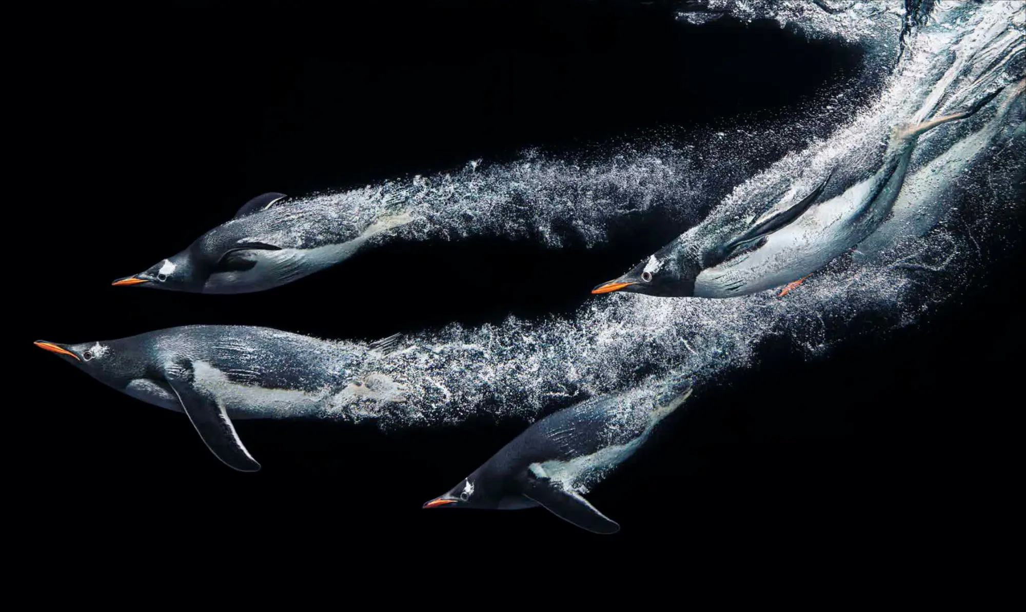 Bild: 9783987010415 | National Geographic Verborgene Welten - Einzigartige Fotografien