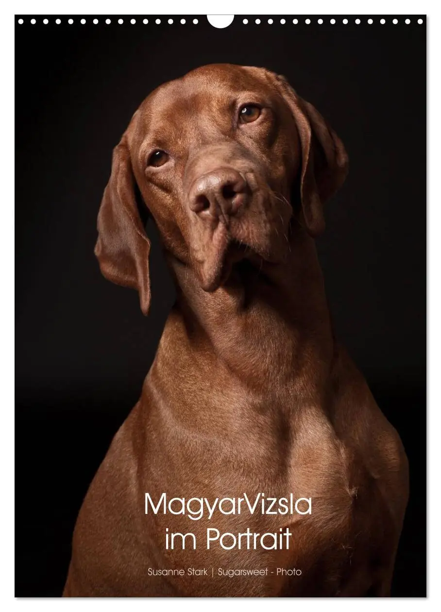 Cover: 9783516430615 | Magyar Vizsla im Portrait (Wandkalender 2026 DIN A3 hoch), CALVENDO...