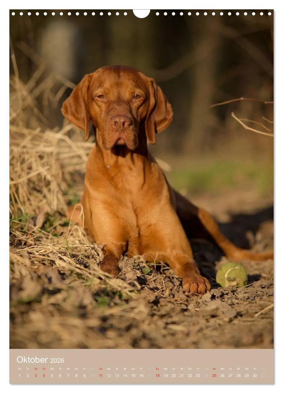 Bild: 9783516430615 | Magyar Vizsla im Portrait (Wandkalender 2026 DIN A3 hoch), CALVENDO...