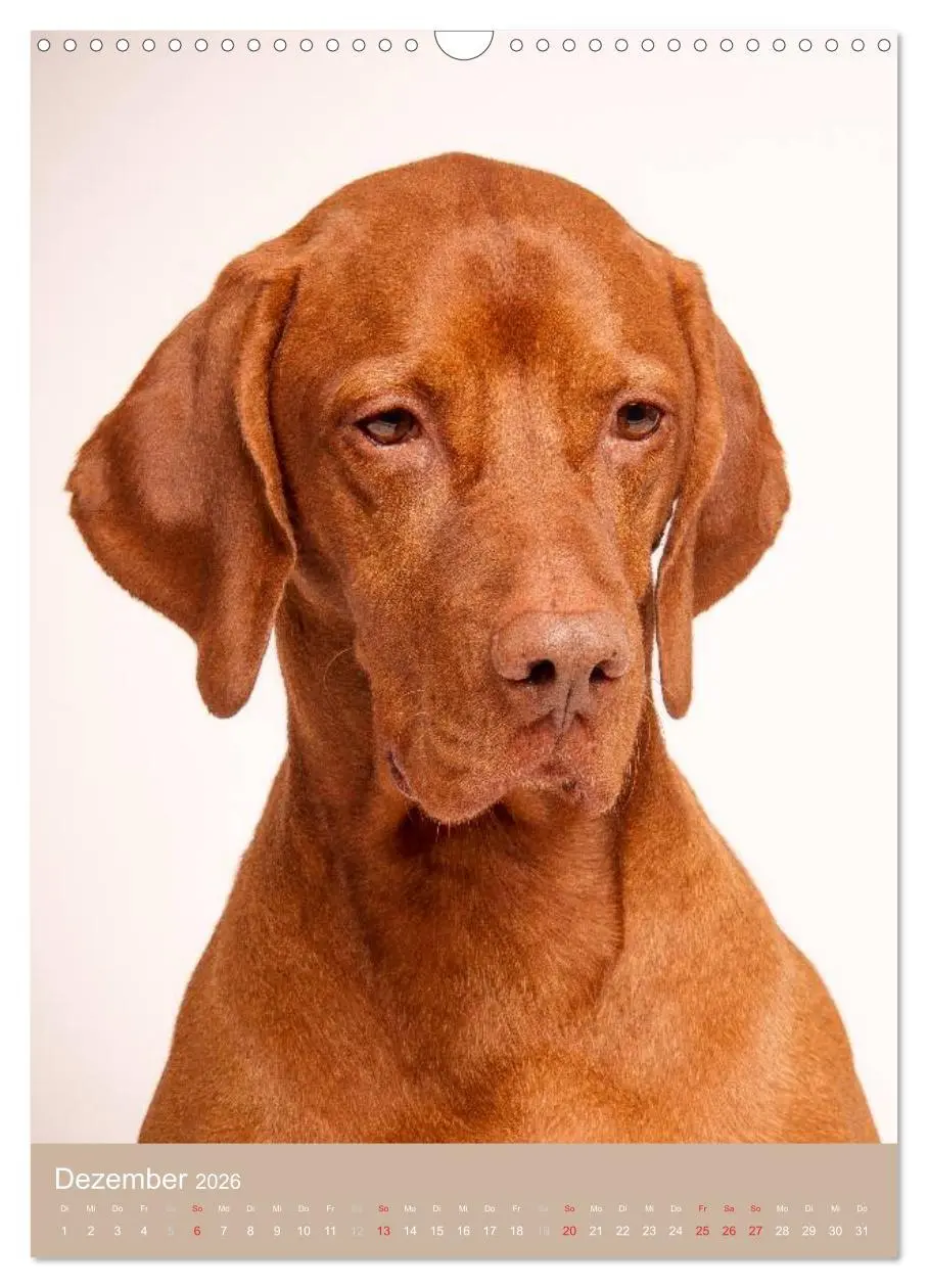 Bild: 9783516430615 | Magyar Vizsla im Portrait (Wandkalender 2026 DIN A3 hoch), CALVENDO...