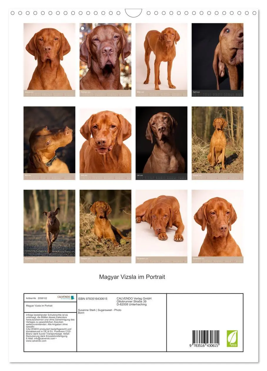 Bild: 9783516430615 | Magyar Vizsla im Portrait (Wandkalender 2026 DIN A3 hoch), CALVENDO...