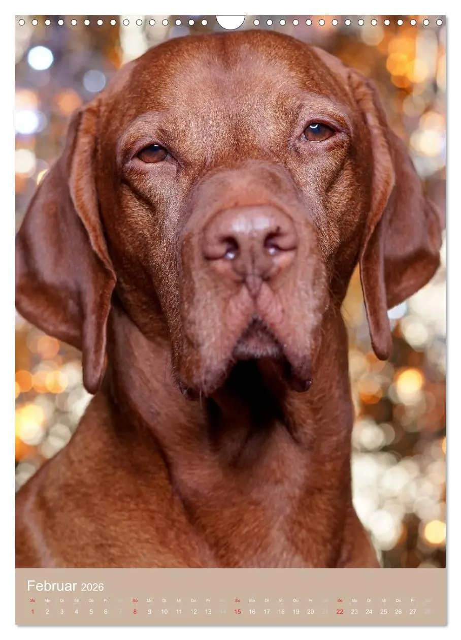 Bild: 9783516430615 | Magyar Vizsla im Portrait (Wandkalender 2026 DIN A3 hoch), CALVENDO...