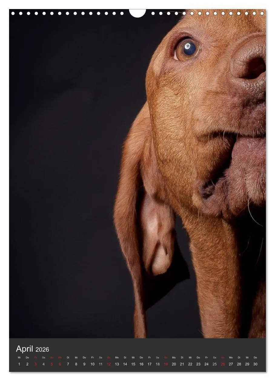 Bild: 9783516430615 | Magyar Vizsla im Portrait (Wandkalender 2026 DIN A3 hoch), CALVENDO...