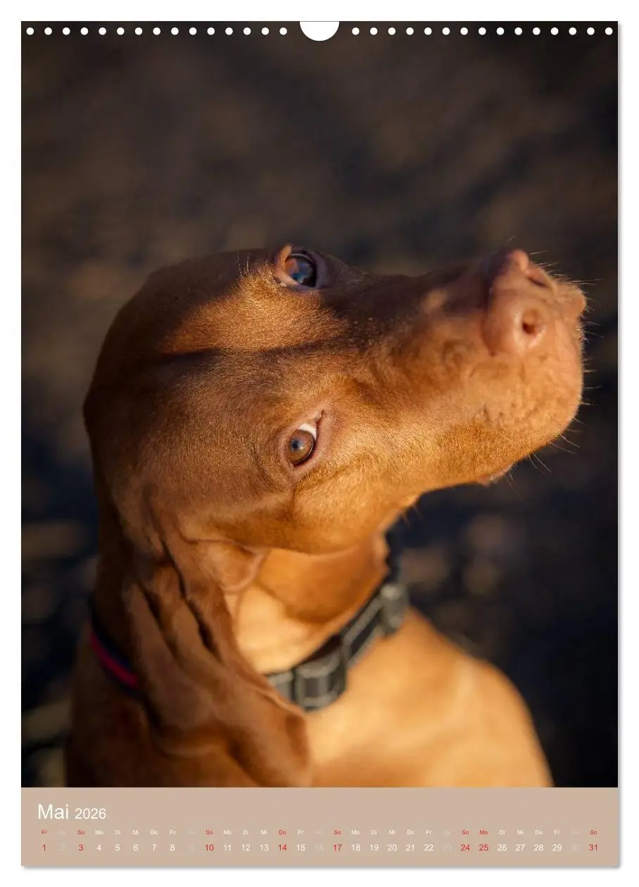 Bild: 9783516430615 | Magyar Vizsla im Portrait (Wandkalender 2026 DIN A3 hoch), CALVENDO...