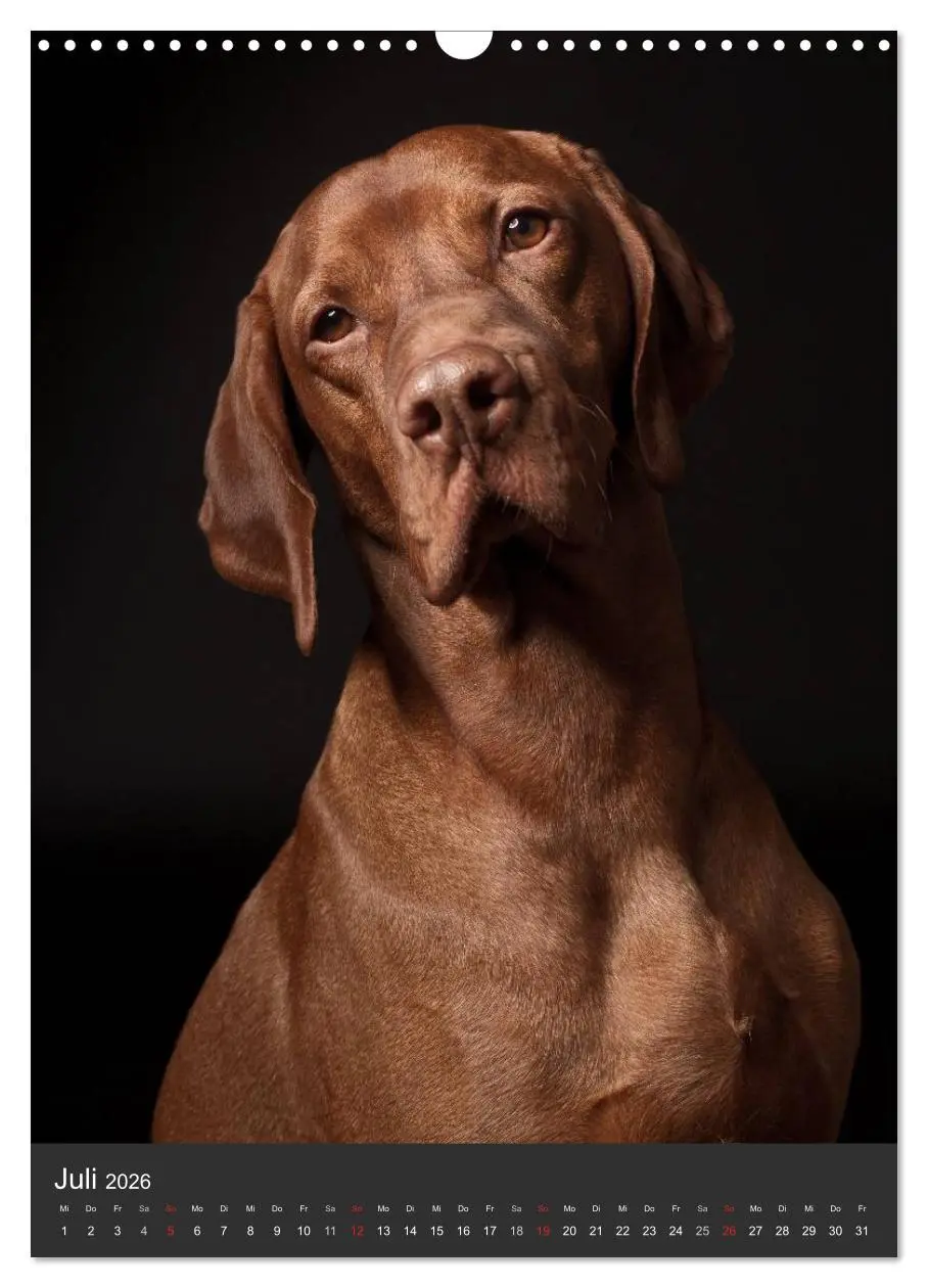 Bild: 9783516430615 | Magyar Vizsla im Portrait (Wandkalender 2026 DIN A3 hoch), CALVENDO...